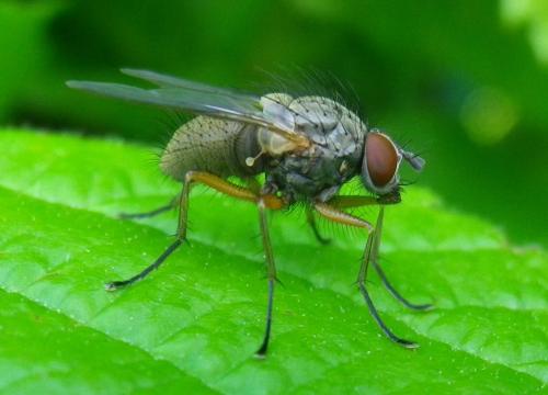 Helina sp.