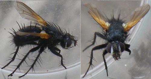 Réf. 141 677 : Zophomyia temula
