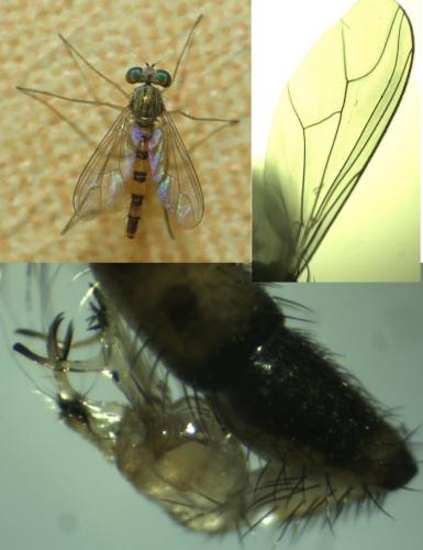 Réf. 141 036 : Sciapus heteropygus