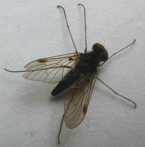 Chrysopilus cristatus