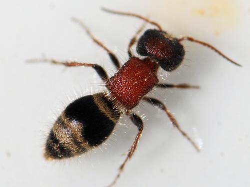 Réf. 141 864 : Myrmilla calva