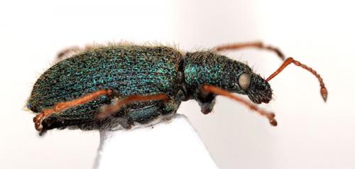 Réf. 141 057 : Phyllobius betulinus