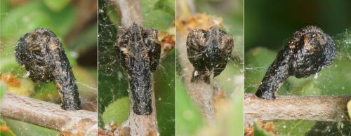 Coleophora anatipenella