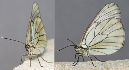 Aporia crataegi