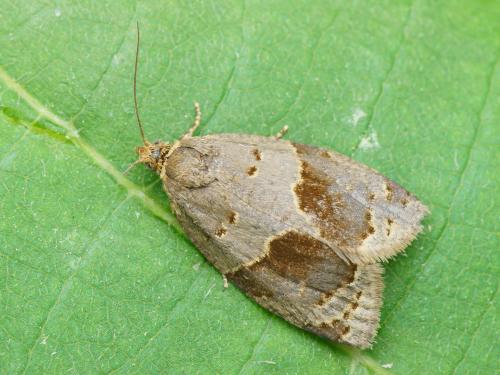 Réf. 141 468 : Clepsis dumicolana