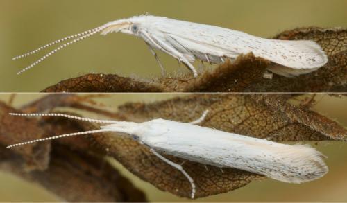 Coleophora anatipenella