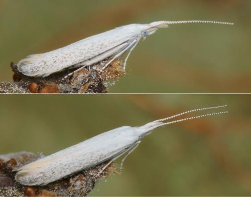 Coleophora anatipenella