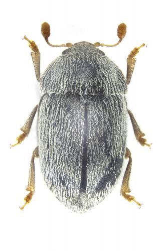 Réf. 141 800 : Xenostrongylus deyrollei