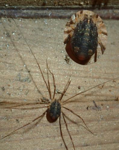 Nelima sp.