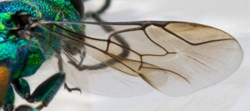 Chrysis sp.
