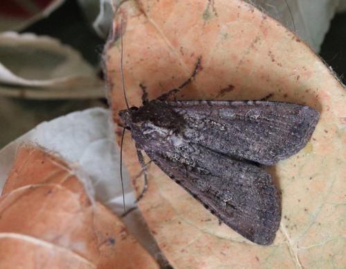 Réf. 141 004 : Peridroma saucia