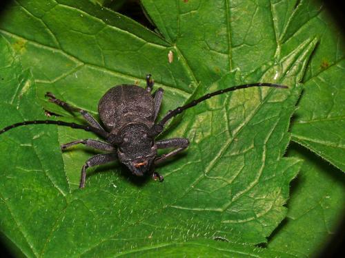 Morimus asper