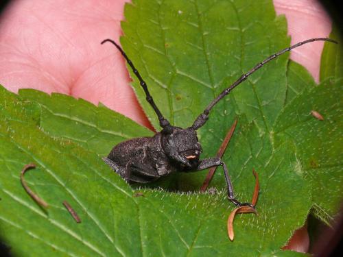 Morimus asper