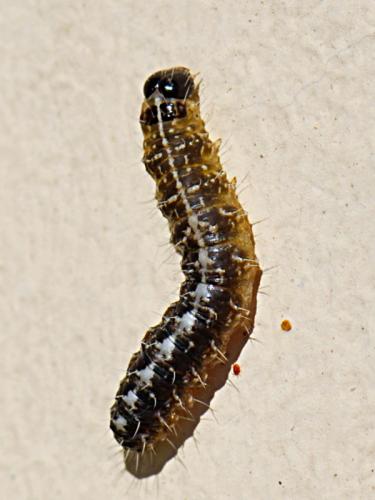 Nyctobrya muralis