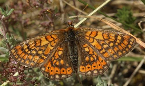 Réf. 141 616 : Euphydryas aurinia