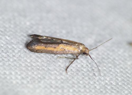 Réf. 141 315 : Ochromolopis ictella