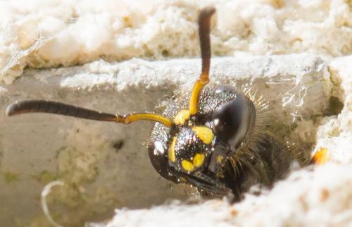 Ancistrocerus sp.