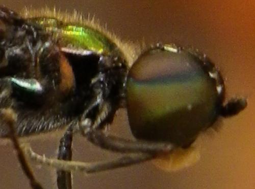 Réf. 141 830 : Sargus iridatus