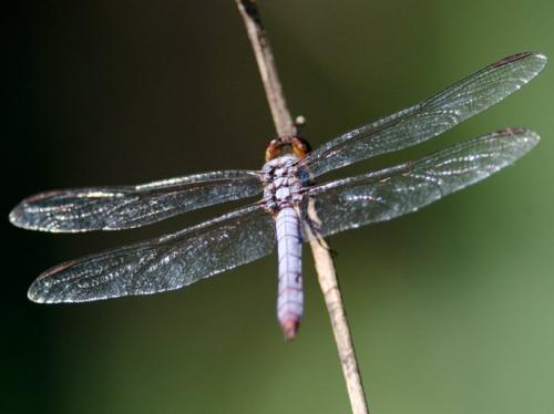 Orthemis aequilibris