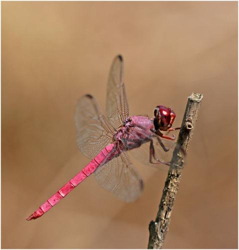 Orthemis aequilibris