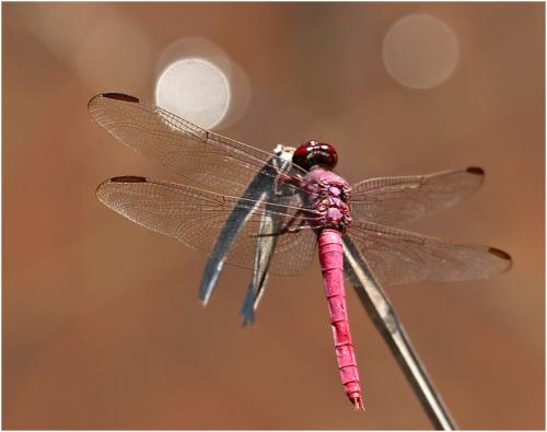 Orthemis aequilibris