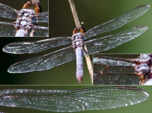Orthemis aequilibris