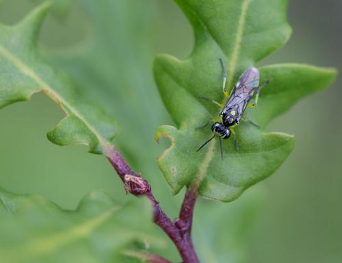 Cytisogaster picta