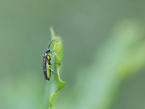 Cytisogaster picta