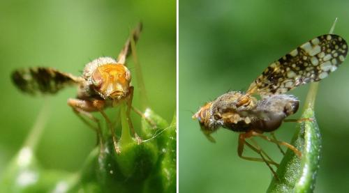 Réf. 141 197 : Oxyna flavipennis