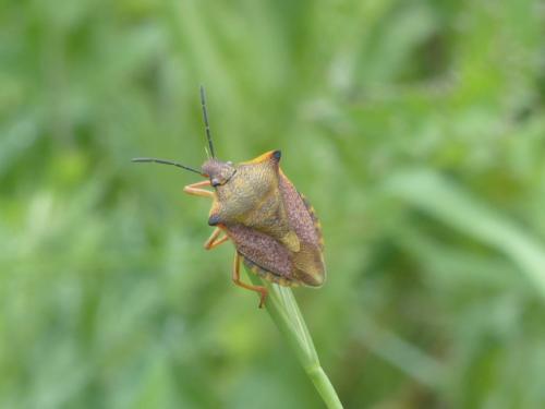Carpocoris mediterraneus atlanticus