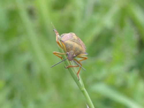 Carpocoris mediterraneus atlanticus