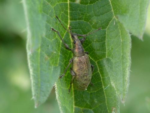 Phyllobius pomaceus