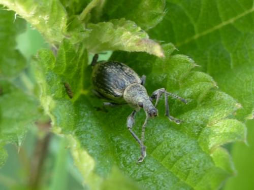 Phyllobius pomaceus