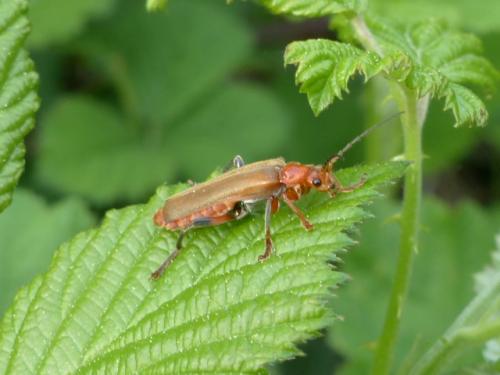 Cantharis livida