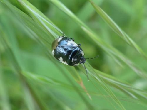 Réf. 141 486 : Tritomegas bicolor
