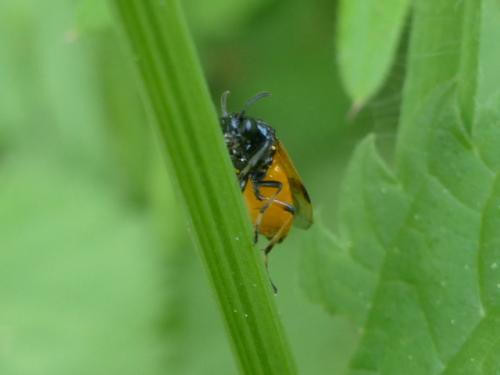 Arge cyanocrocea
