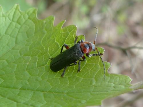 Cantharis rustica
