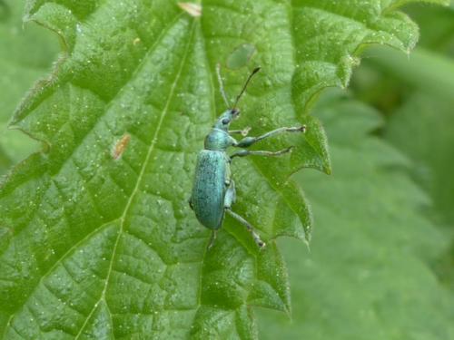 Réf. 141 559 : Phyllobius pomaceus