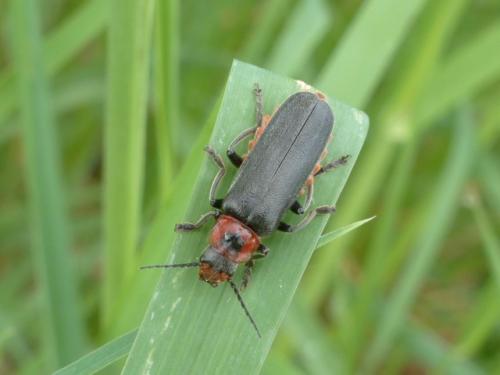 Cantharis fusca