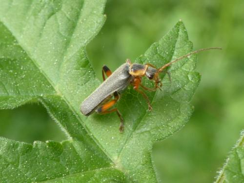 Cantharis nigricans