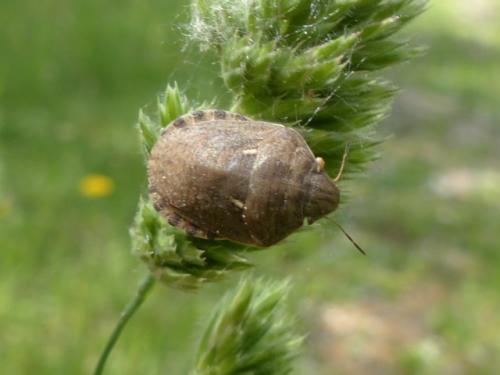 Réf. 141 101 : Eurygaster maura