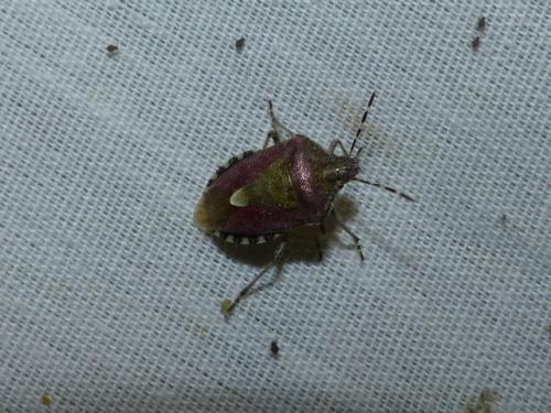 Dolycoris baccarum