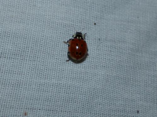 Anatis ocellata