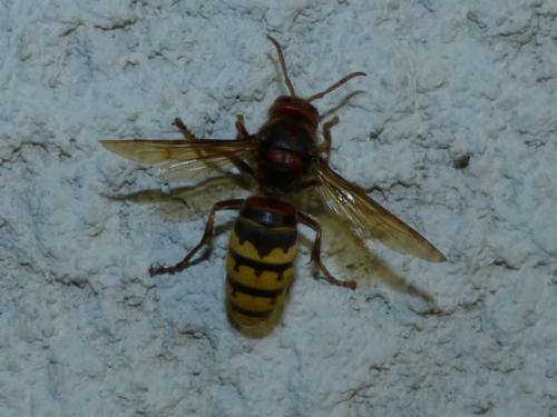 Réf. 141 189 : Vespa crabro