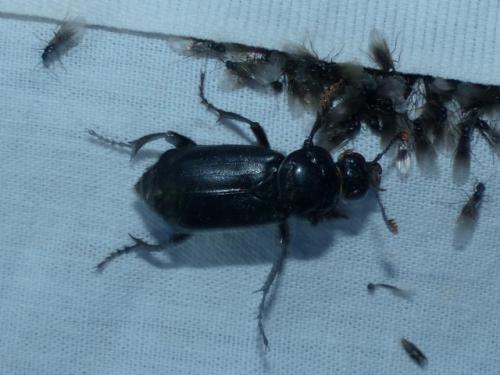 Réf. 141 914 : Nicrophorus humator