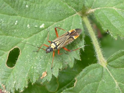 Miris striatus