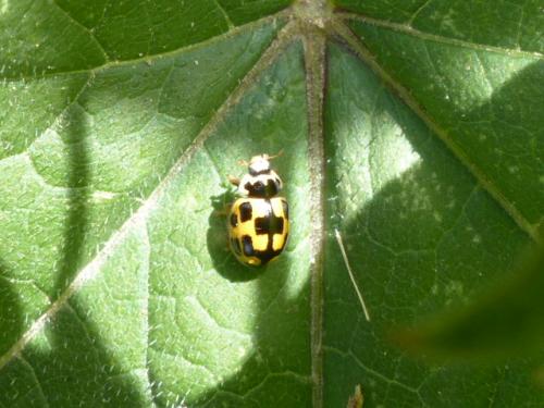 Propylea quatuordecimpunctata