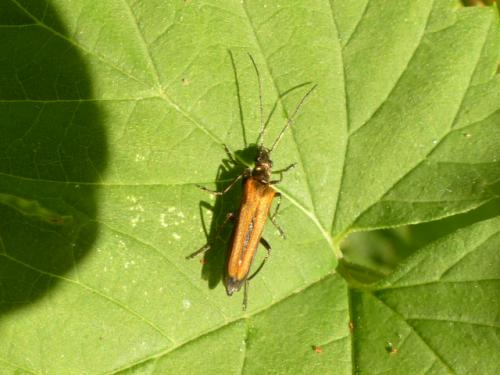 Réf. 141 989 : Oedemera femorata