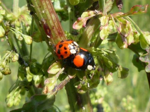 Harmonia axyridis