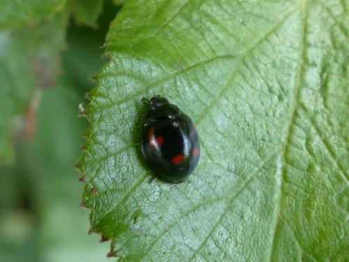 Exochomus quadripustulatus